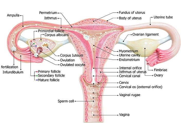 vagina-diagram